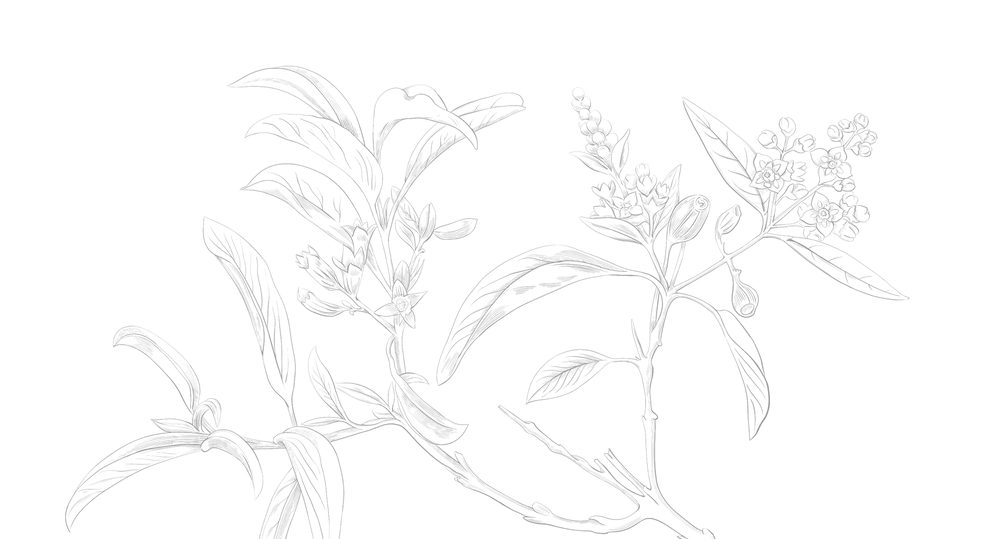background sandalwood