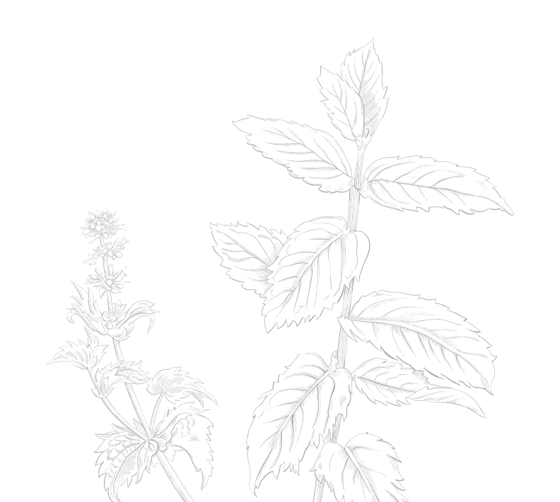 background spearmint
