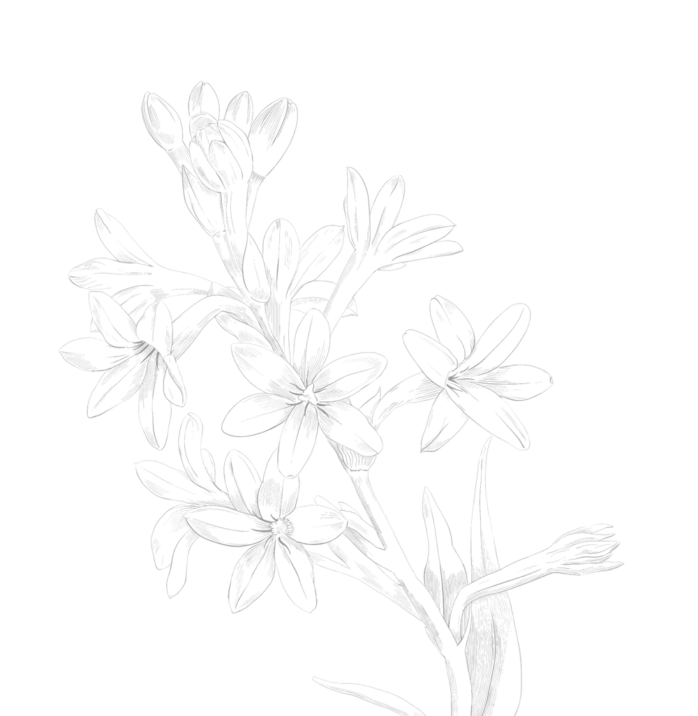 background rose