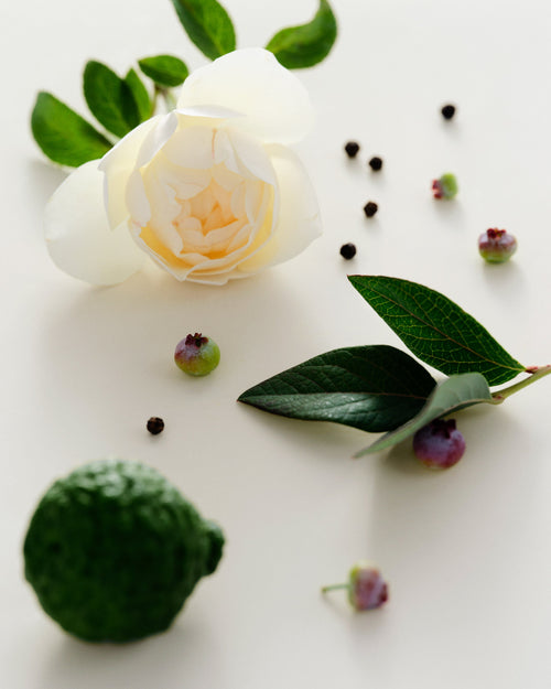 Perfume Oil - Antidris Cassis