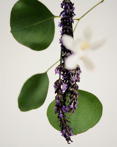 Candle - Antidris Lavender