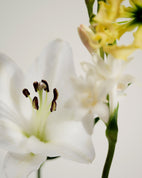 Perfume Oil - No.05 Kandilli