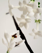 Perfume Oil - No.03 L'Etang Noir