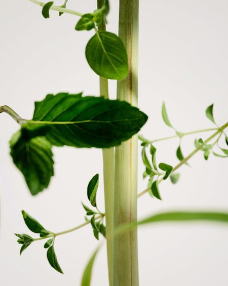 Candle - No.01 Scalpay